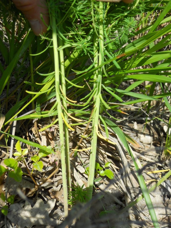 Euphorbia cyparissias